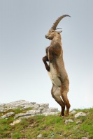 Kozorozec horsky - Capra ibex - Alpine Ibex 7689